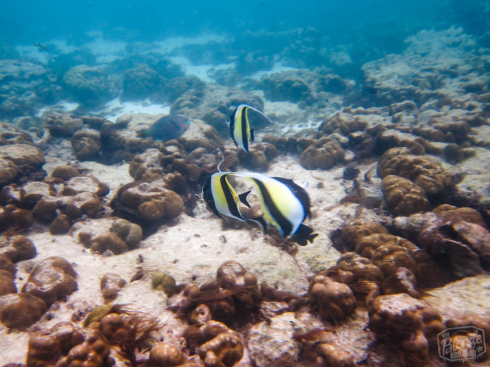 Angel Fish