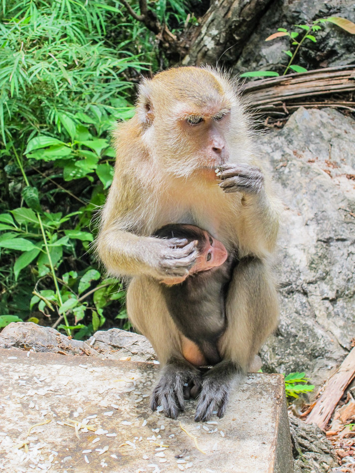 Monkey and baby