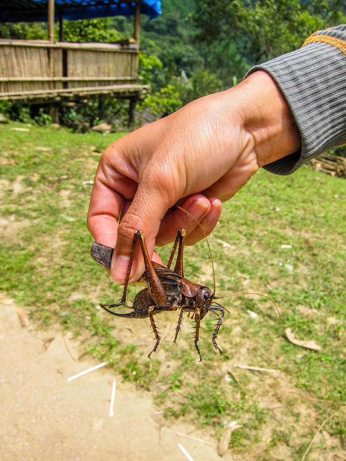 Giant bug in Vietnam