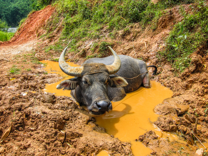 Cow Bath