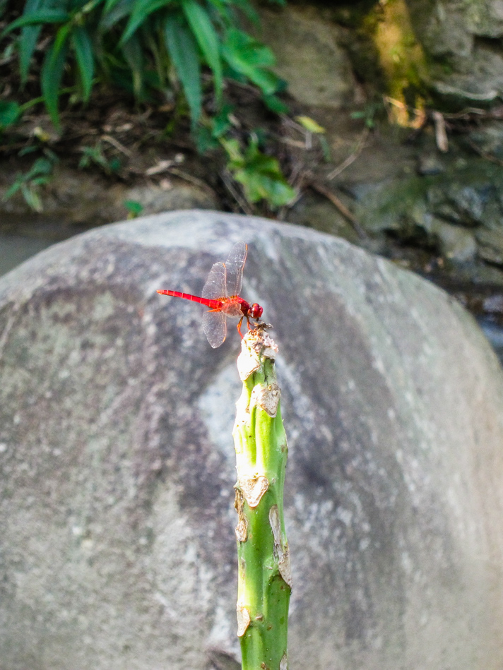Red Dragonfly