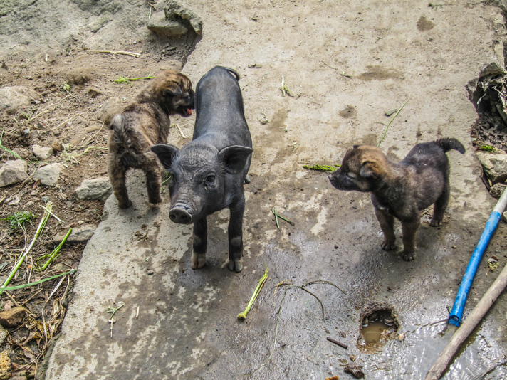 Pig with Puppies