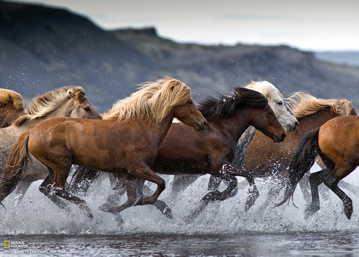 Icelandic Horses