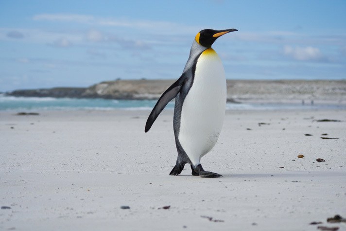 Falkland Island