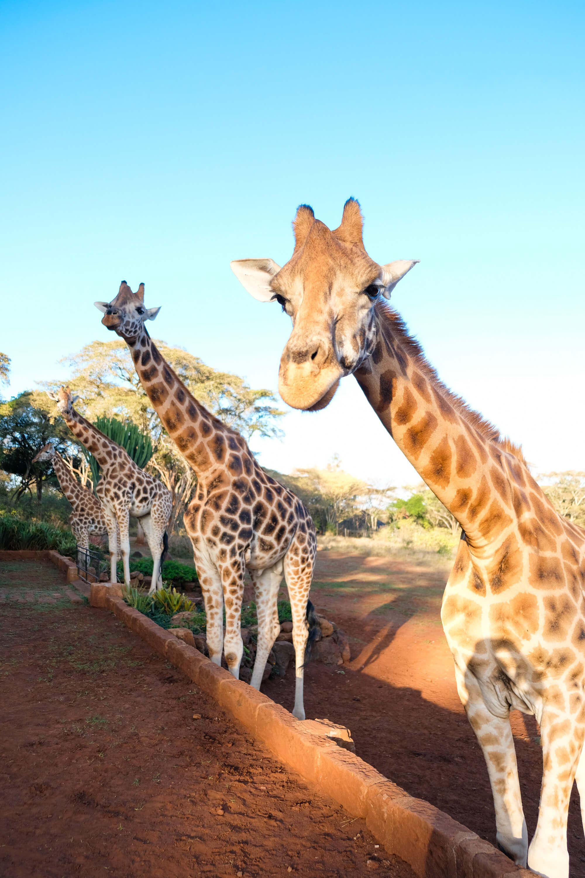 Rothschild Giraffes at Giraffe Manor