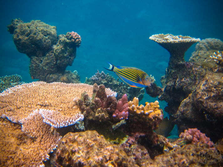 Diving the Great Barrier Reef