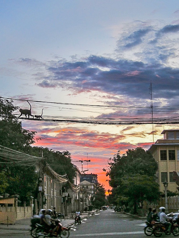 Monkeys on a wire in Phnom Penh