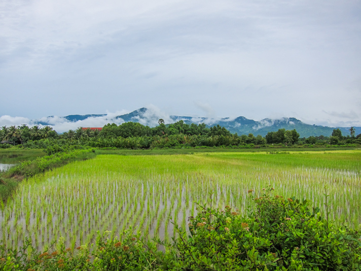 Driving through the Rice Fields