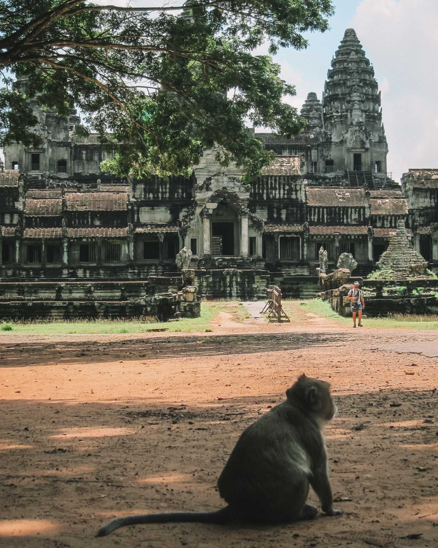 monkey at angkor wat