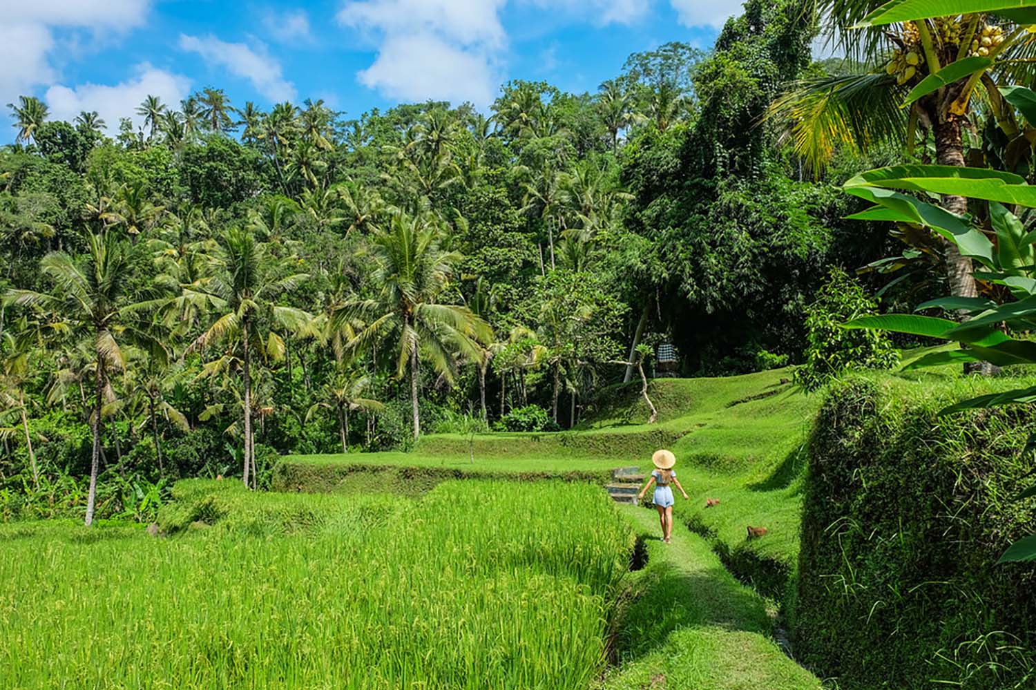 rice fields ubud bali