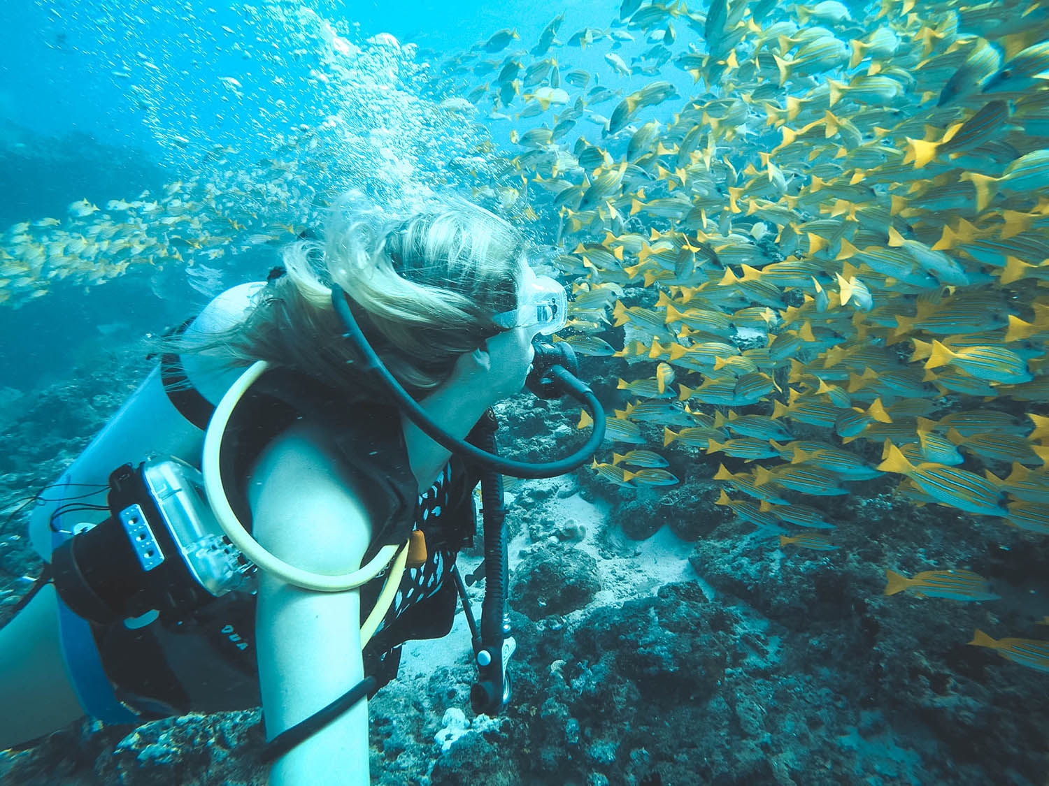 Ditch the snorkel 🤿 #beach #fyp #diving #scuba, Scuba Diving