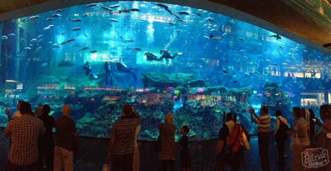 The aquarium is made with the world’s largest acrylic panel