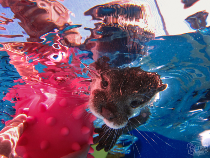 Swimming with Otters at Nurtured by Nature