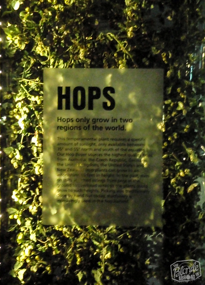 Hops in Guinness