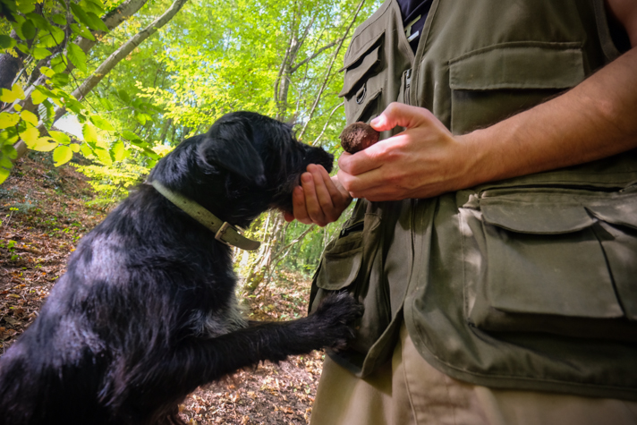 Truffle hunting