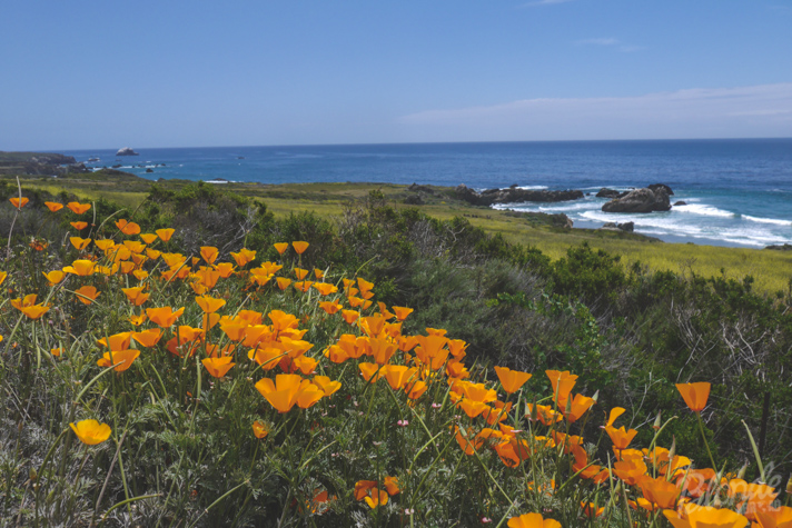 California Coast Road Trip