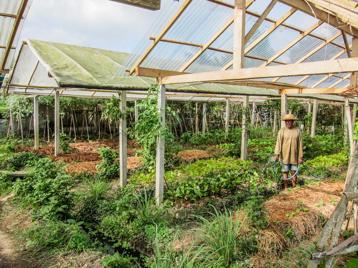 Organic Farm in Ubud