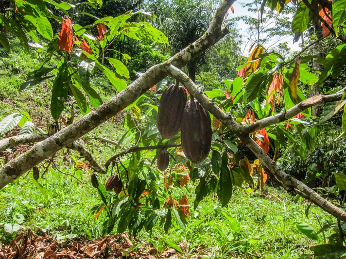 Cacao Plantation Bocas del Toro