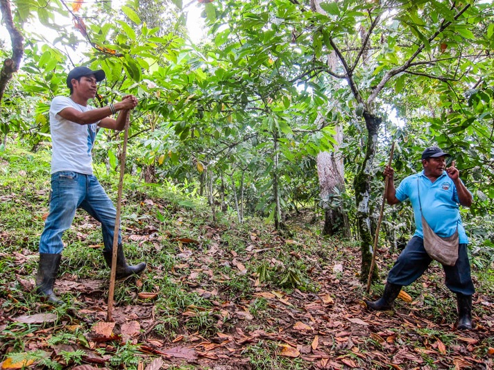 Cacao Plantation Bocas del Toro