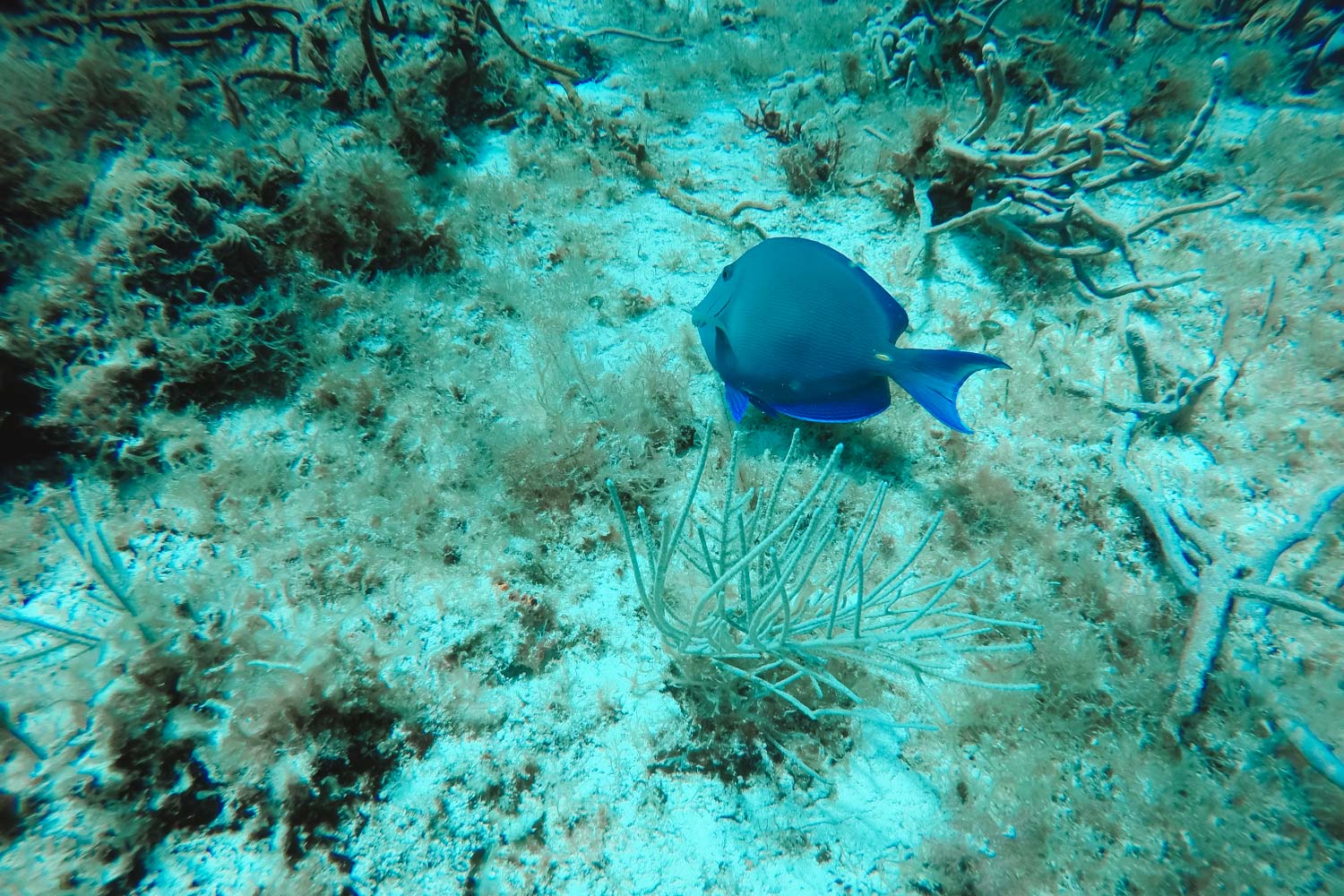 Blue Fish in Reef