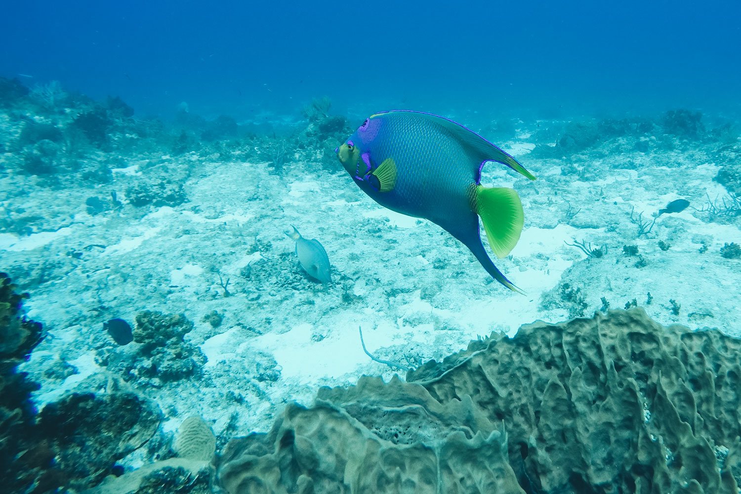 Colorful Fish in Cozumel