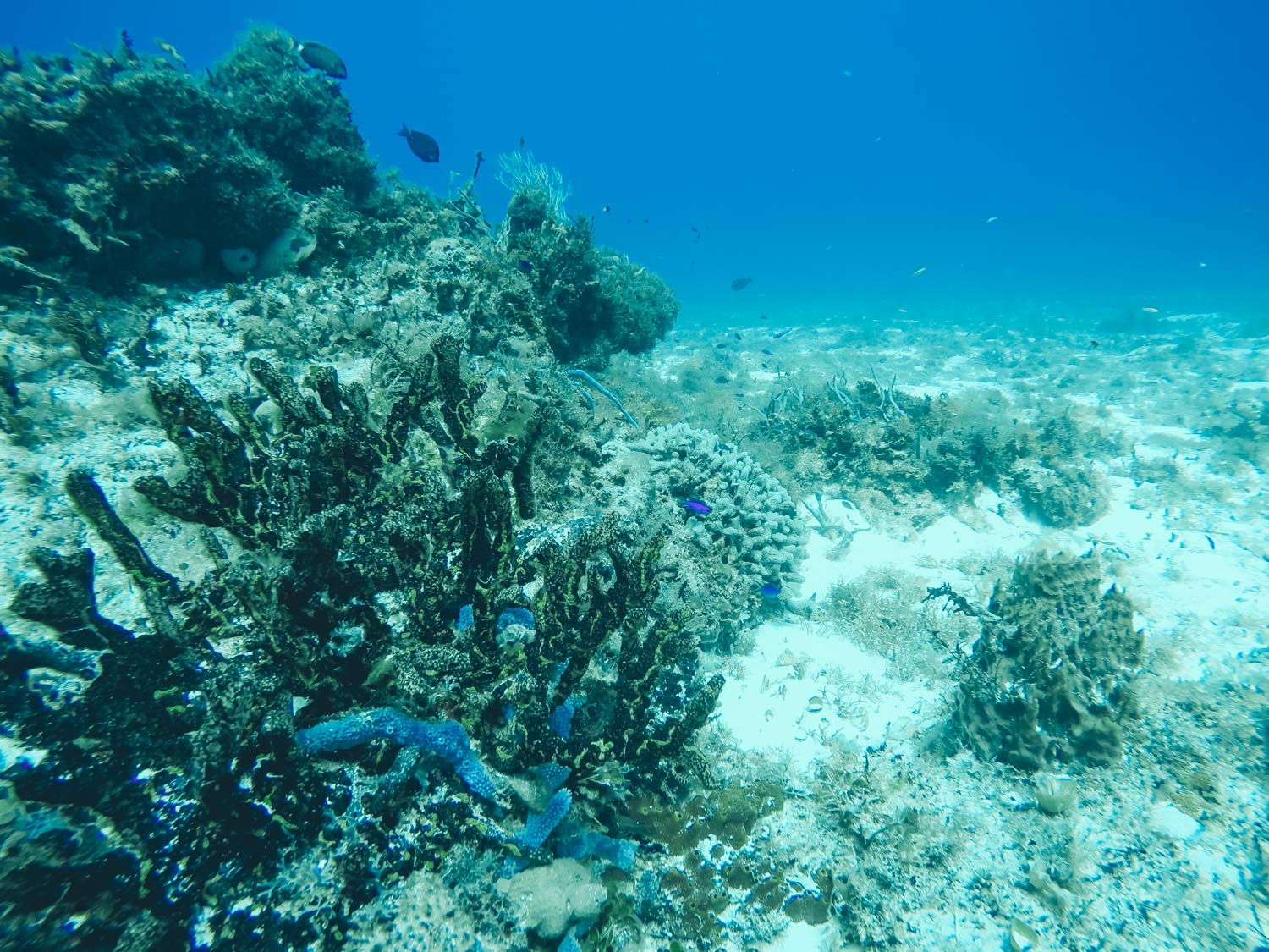 Coral in Cozumel