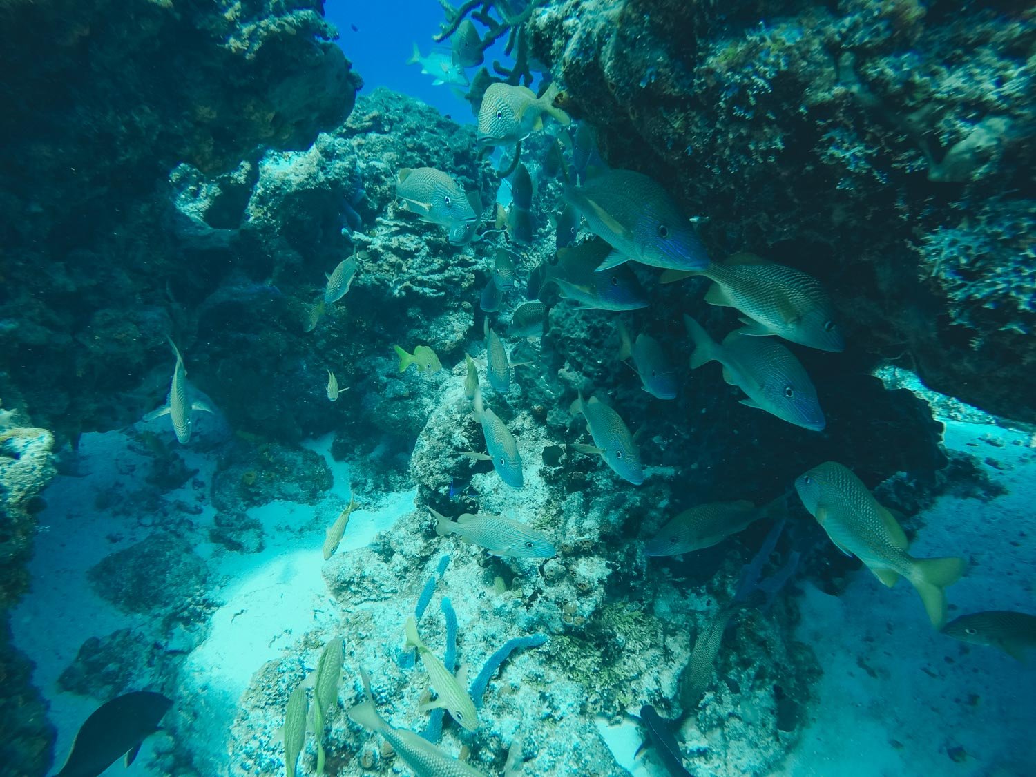 School of Fish in Cozumel