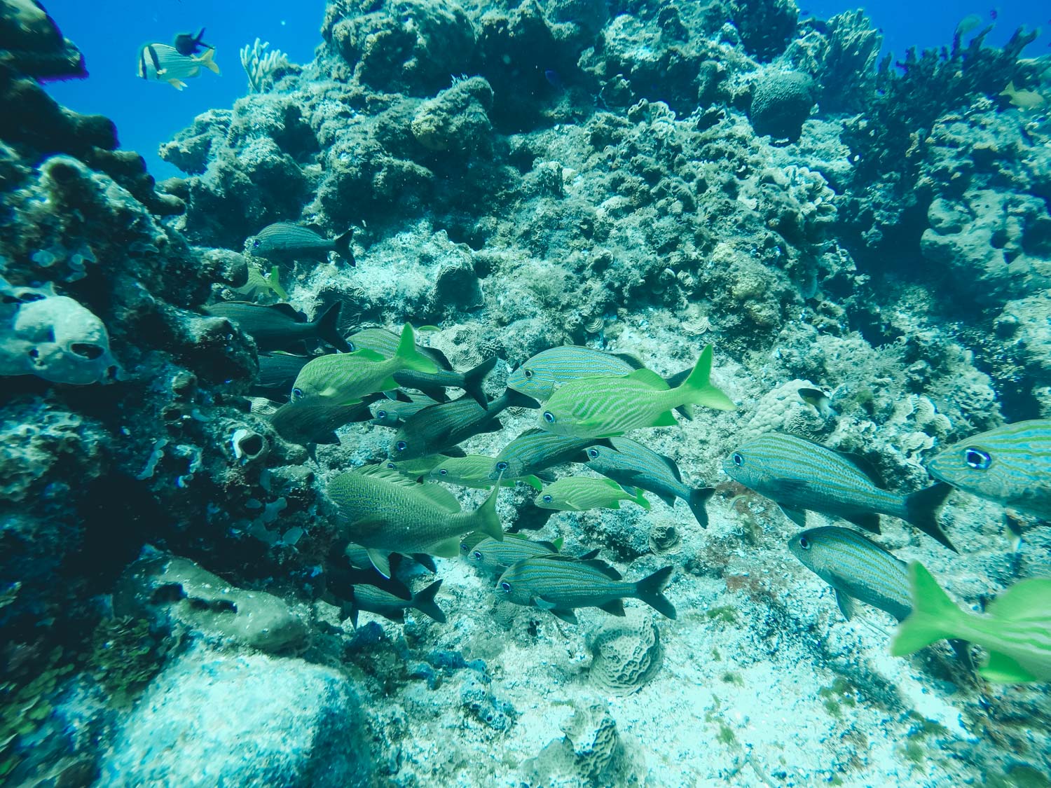 Colorful Fish in Cozumel