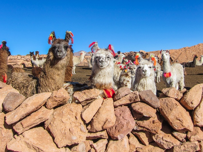 Alpacas in Bolivia