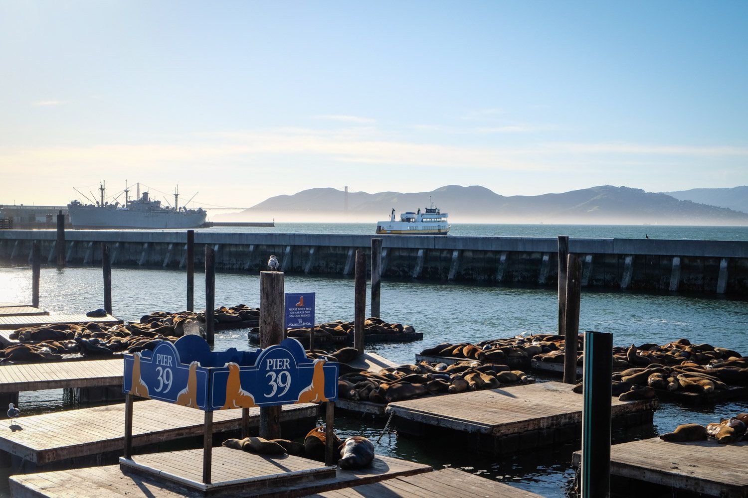 Seals in San Francisco
