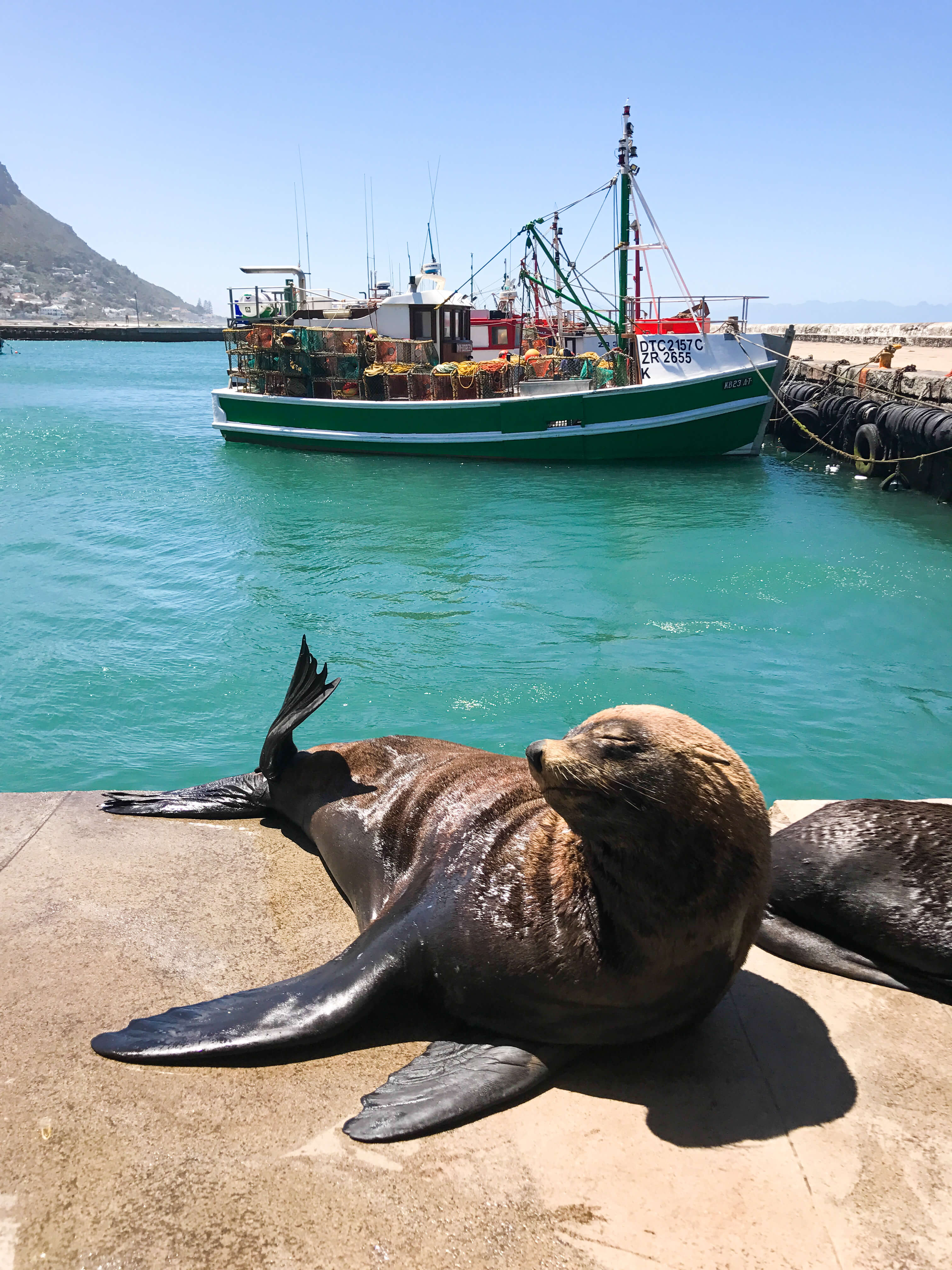 Kalk Bay Seals