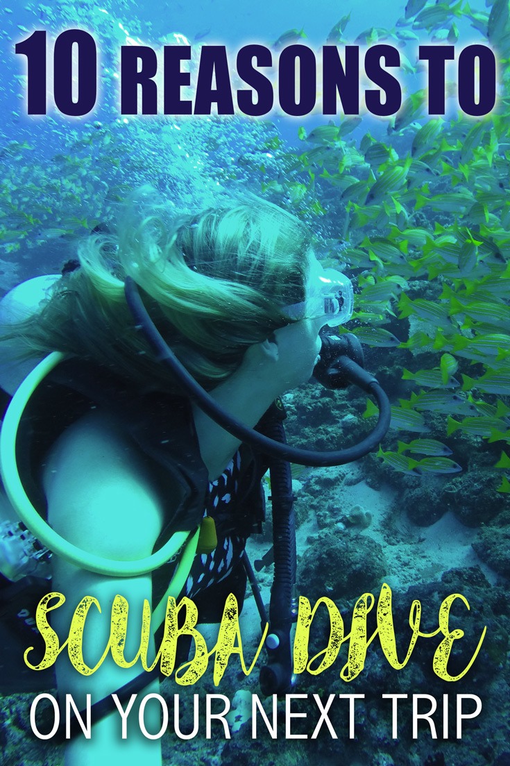 Scuba Dive On Your Next Trip