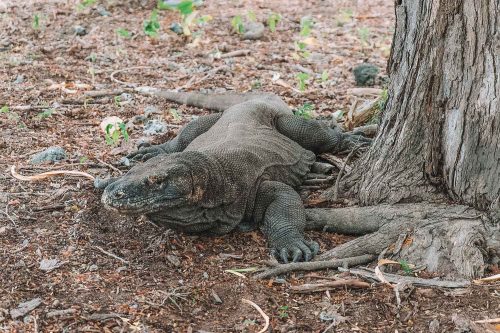 Scuba Diving the Komodo Islands • The Blonde Abroad