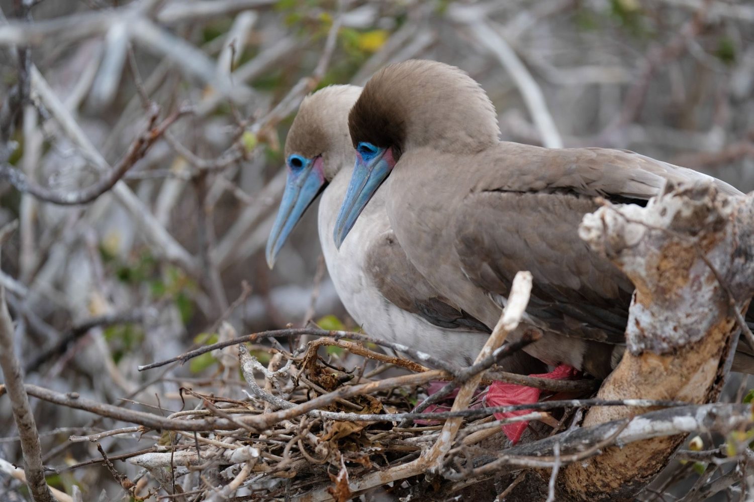 Red Footed Boobies in the Galapagos