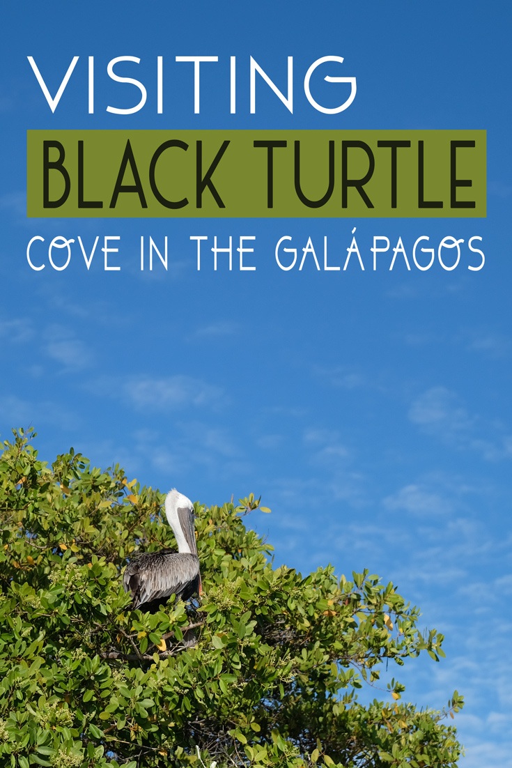 Black Turtle Cove in the Galapagos