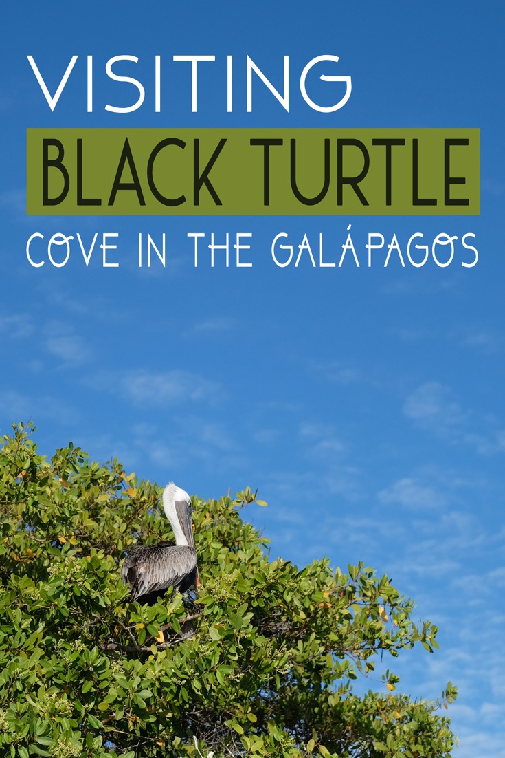 Visiting Black Turtle Cove in the Gal pagos The Blonde Abroad