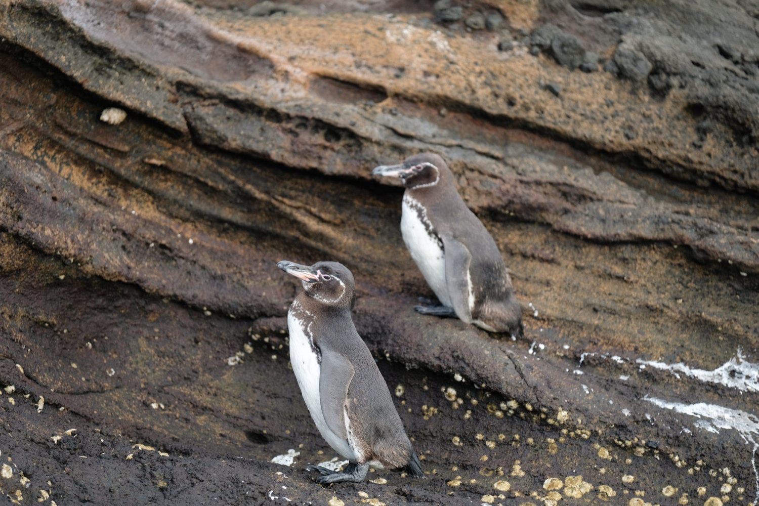 Penguins in the Galapagos