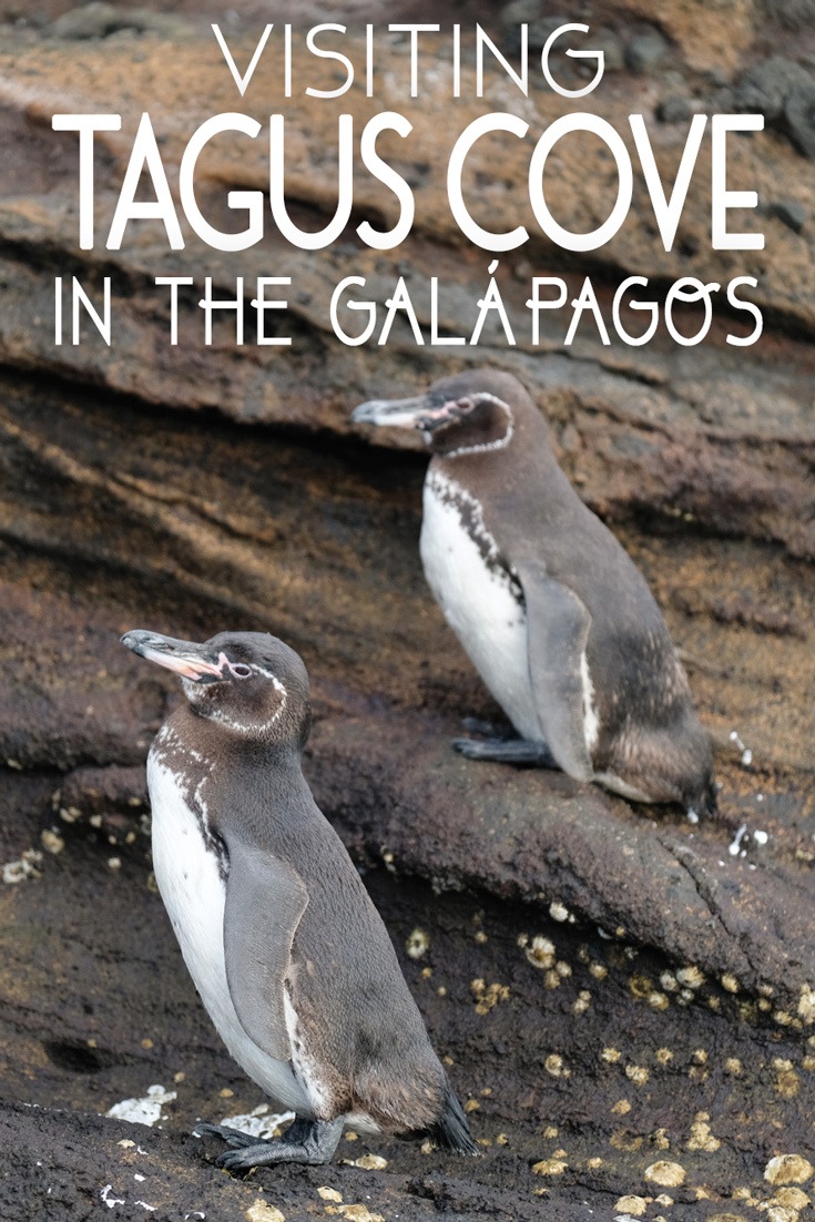Tagus Cove in the Galapagos