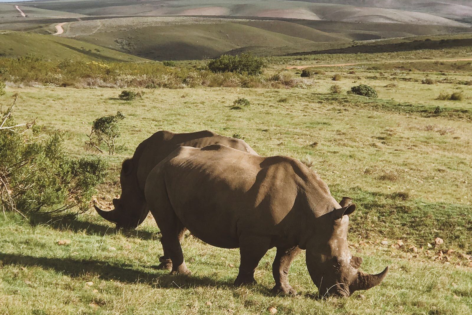 Big Five at Gondwana Game Reserve