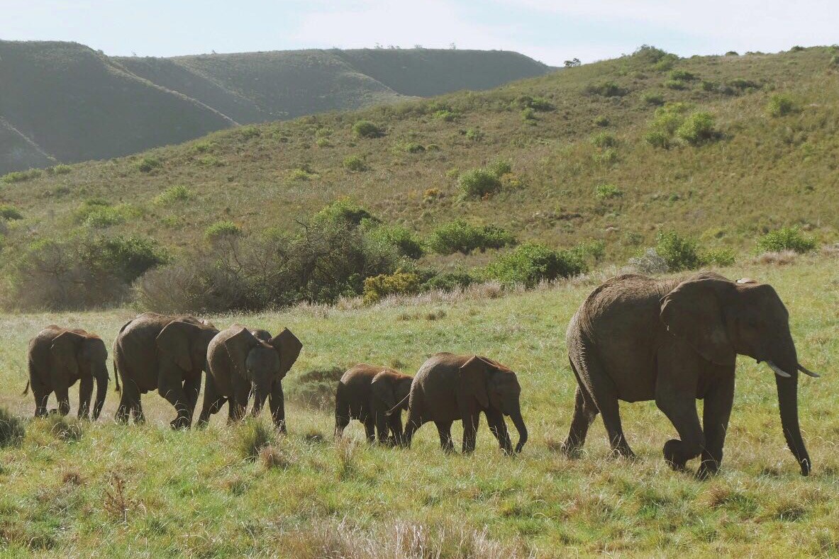 Elephants at Gondwana Game Reserve