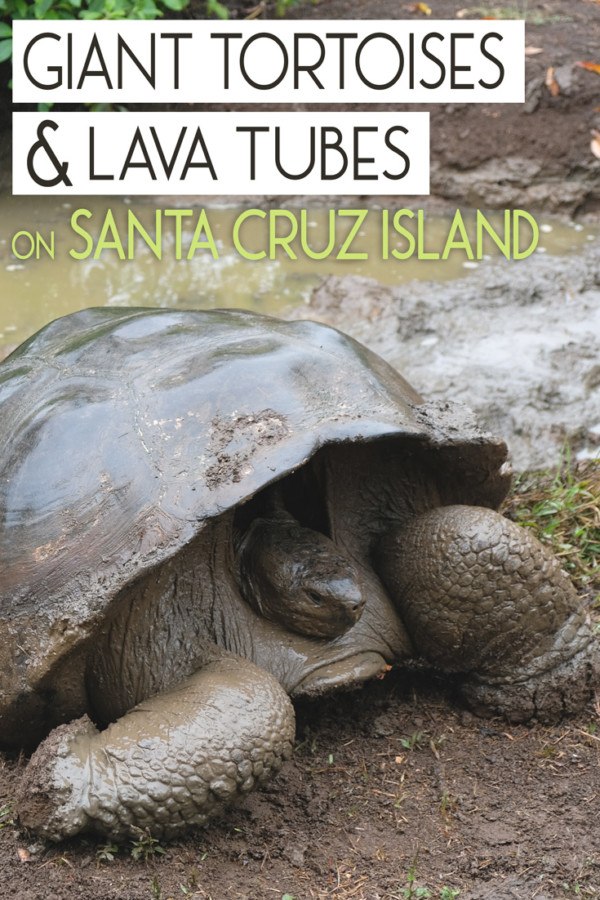 Giant Tortoises and Lava Tubes on Santa Cruz Island • The Blonde Abroad