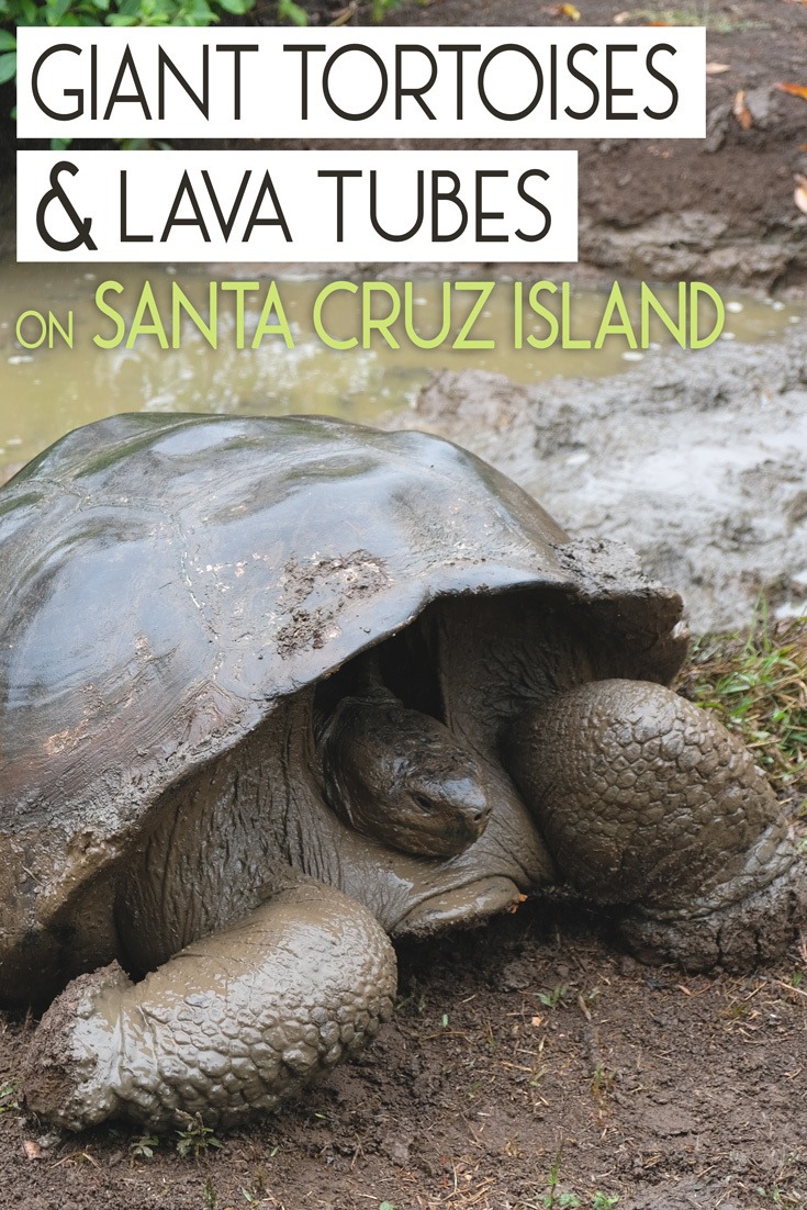 Tortoises and Lava Tubes on Santa Cruz Island