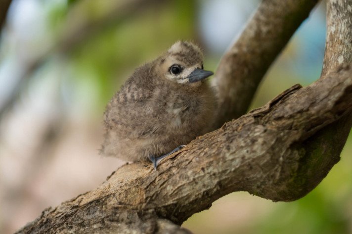 Birdwatching in the Seychelles