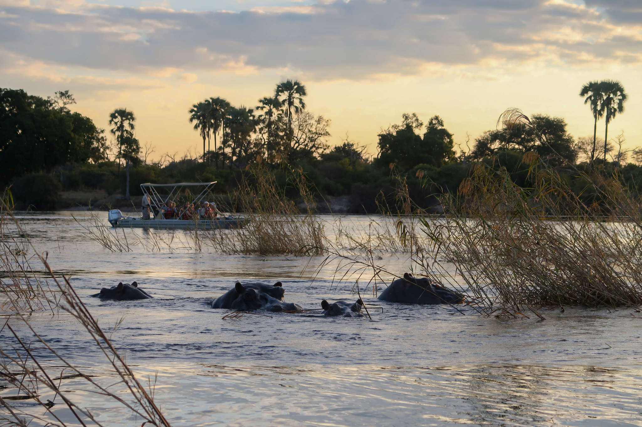 Hippos in the water in zambia