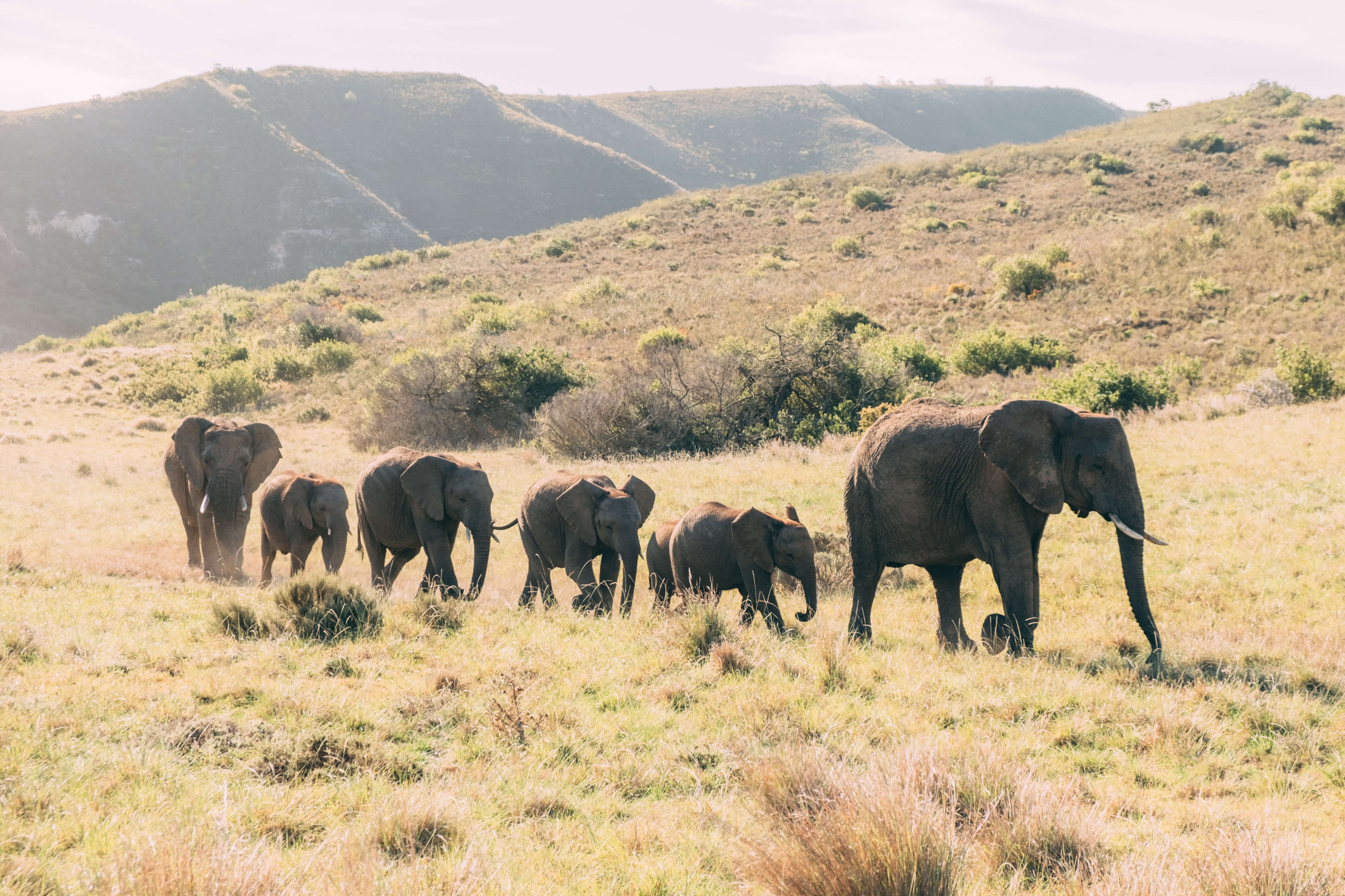 Elephant Herd at Gondwana