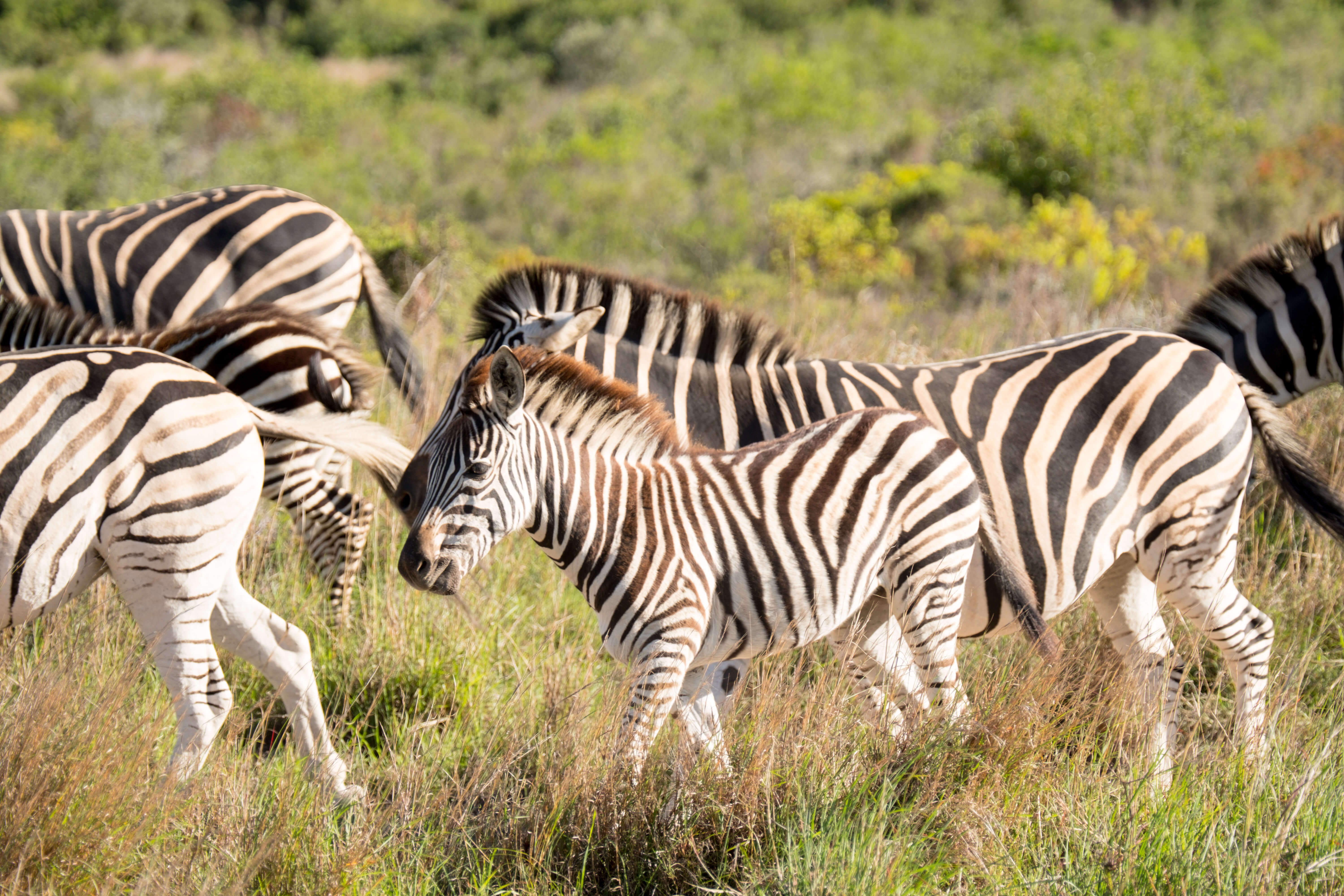 Zebras at Gondwana