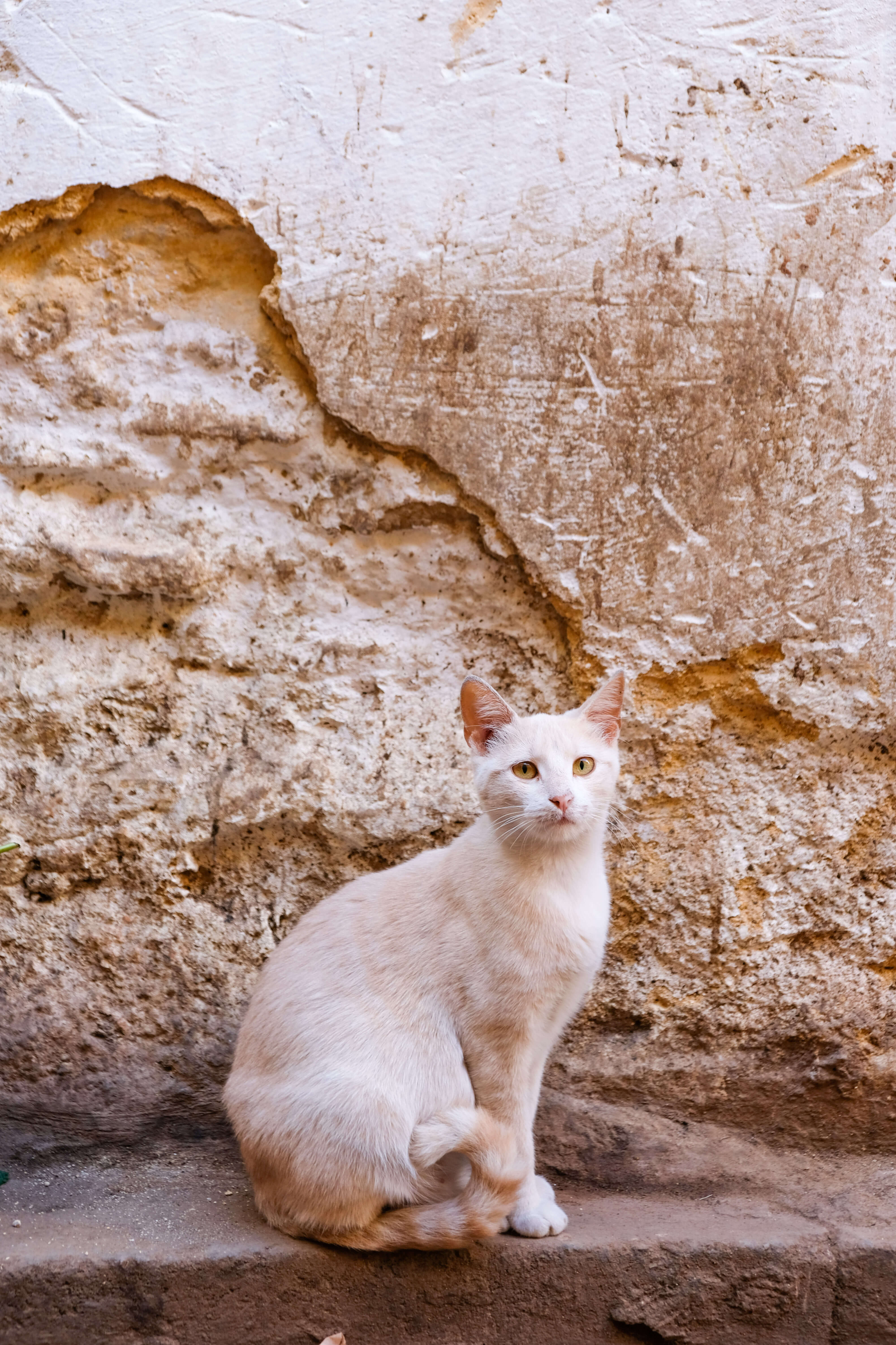 cat in fes morocco