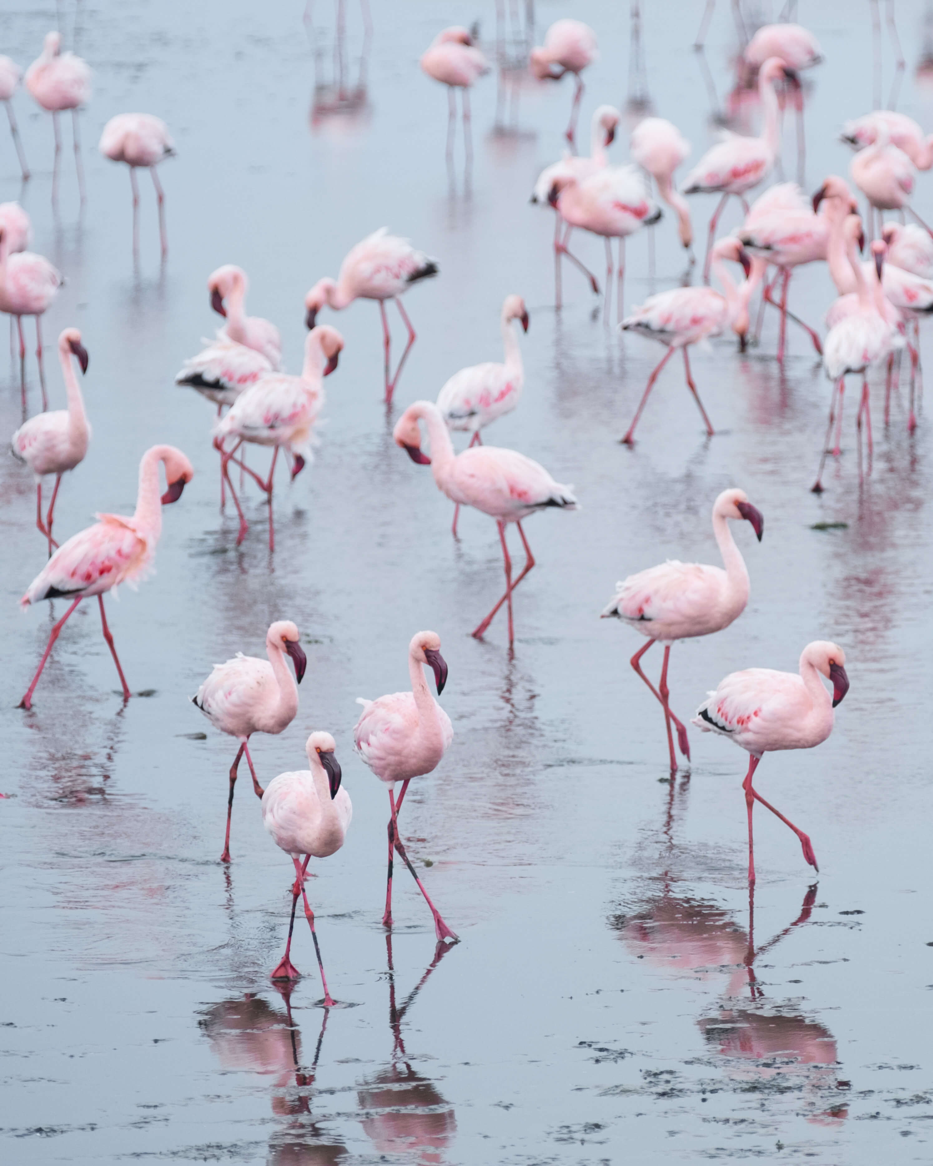 flamingos in soussusvlei
