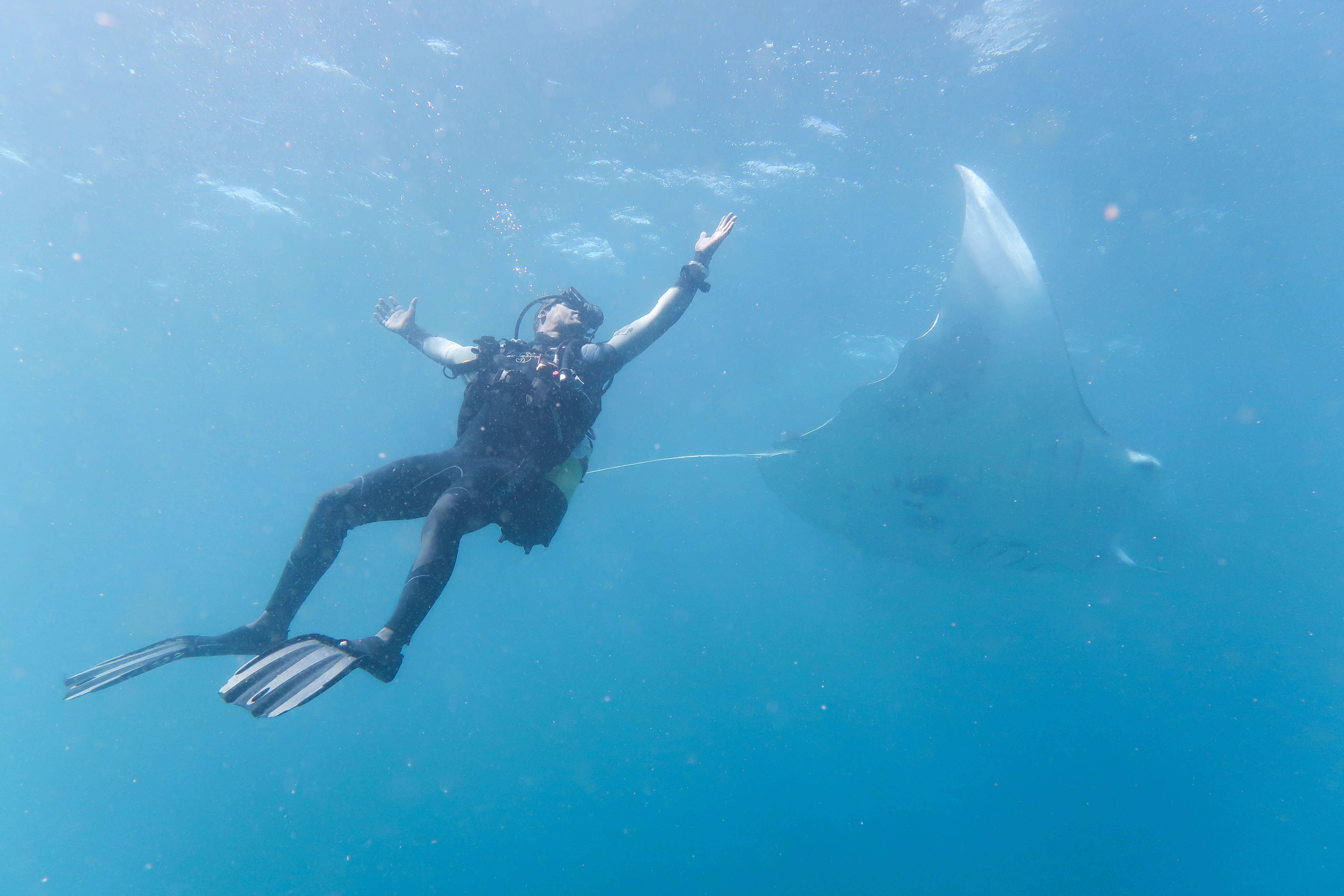 Diving with Manta Ray