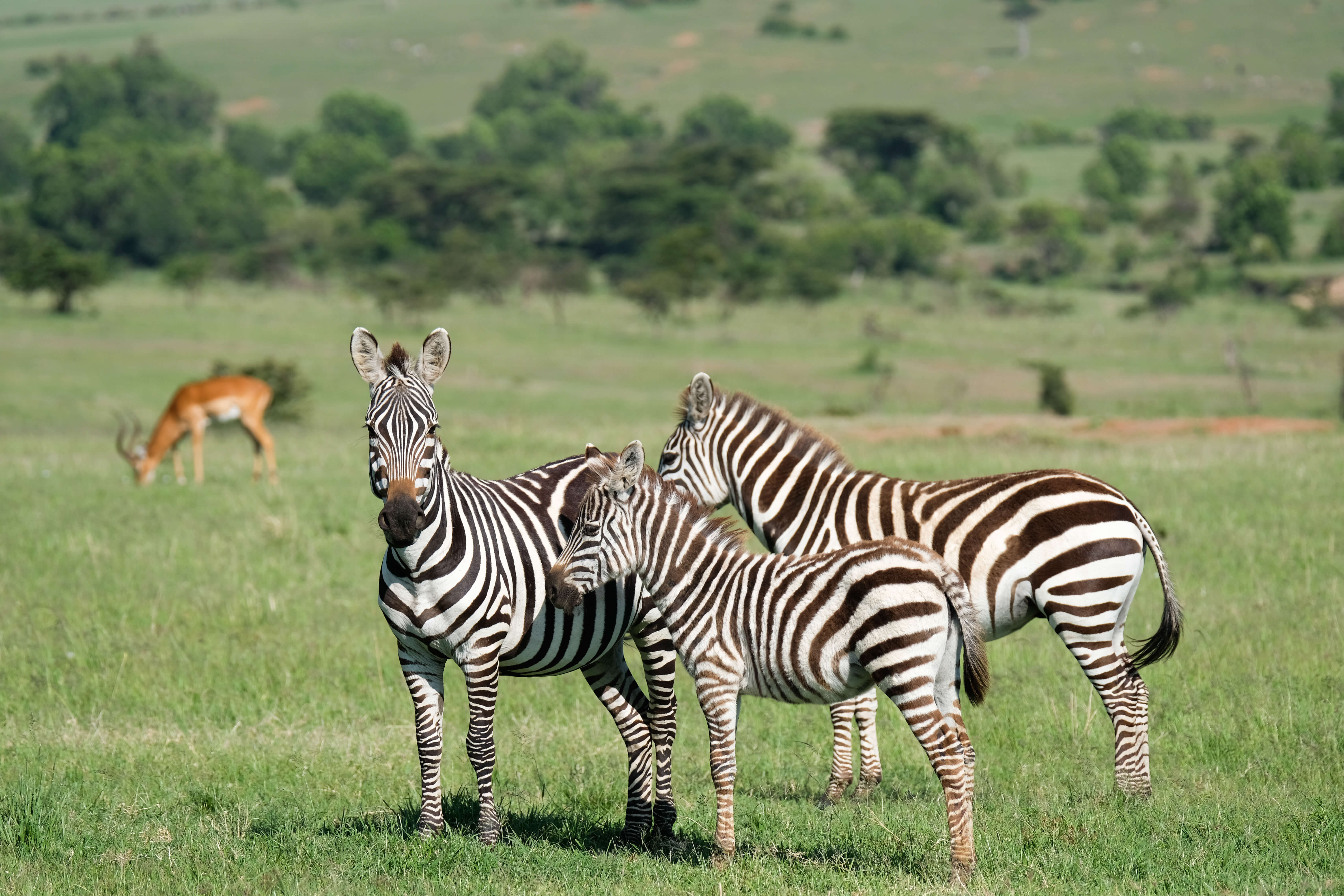 Zebras on safari